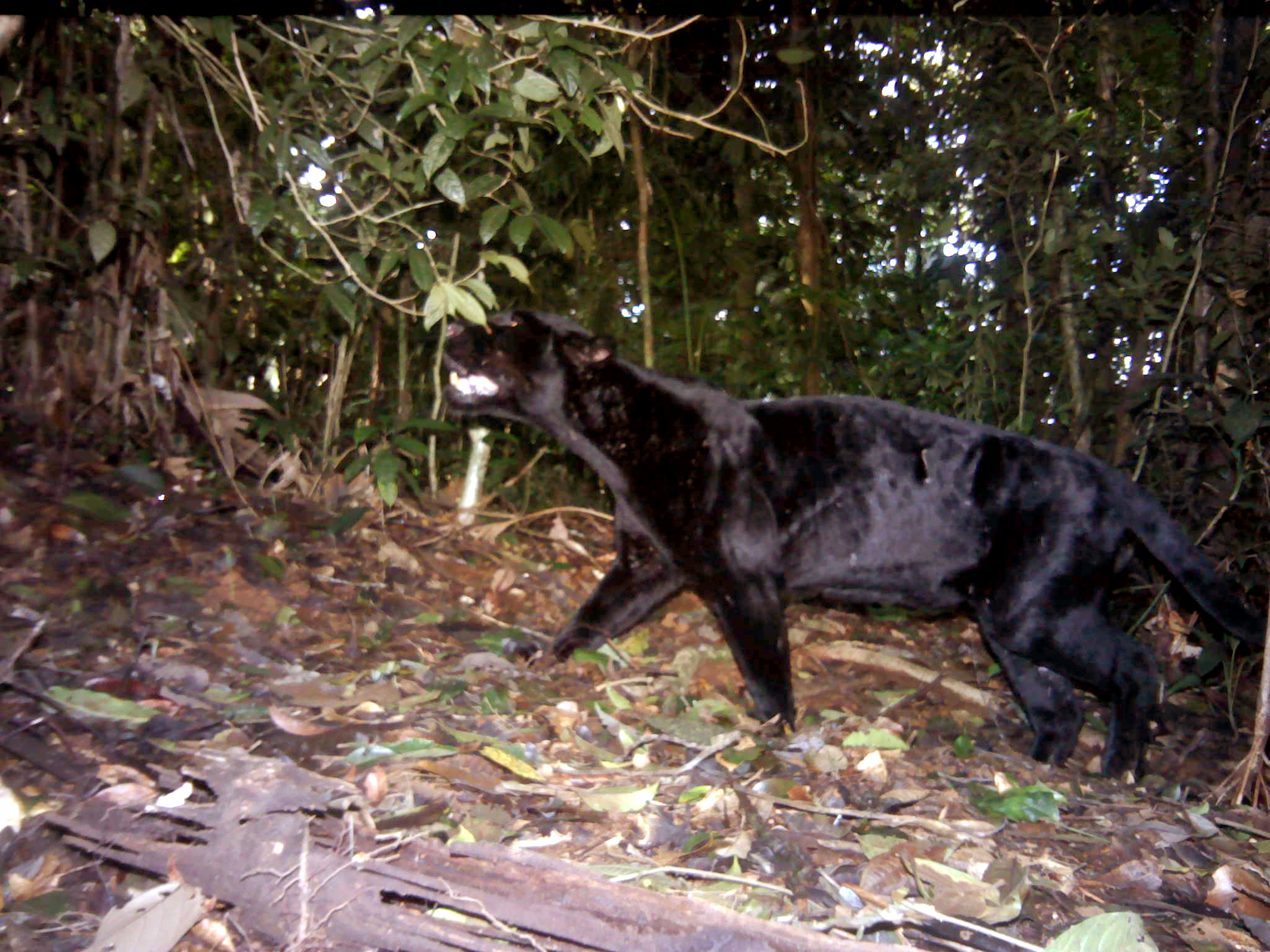 Black jaguar in Costa Rica